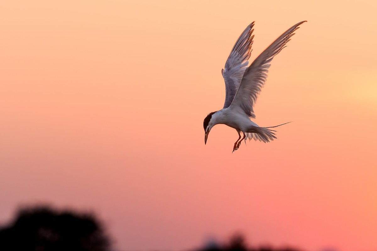 Forster's Tern - ML639674618