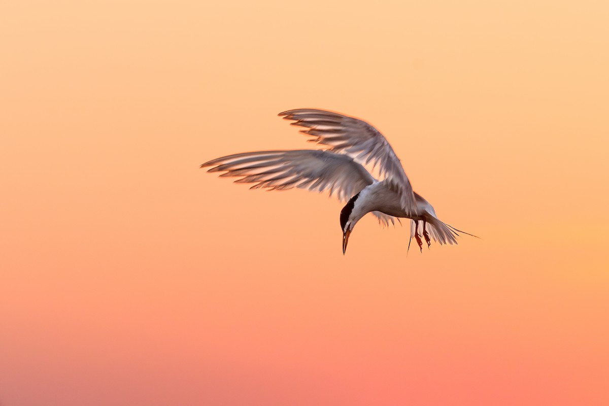 Forster's Tern - ML639674619
