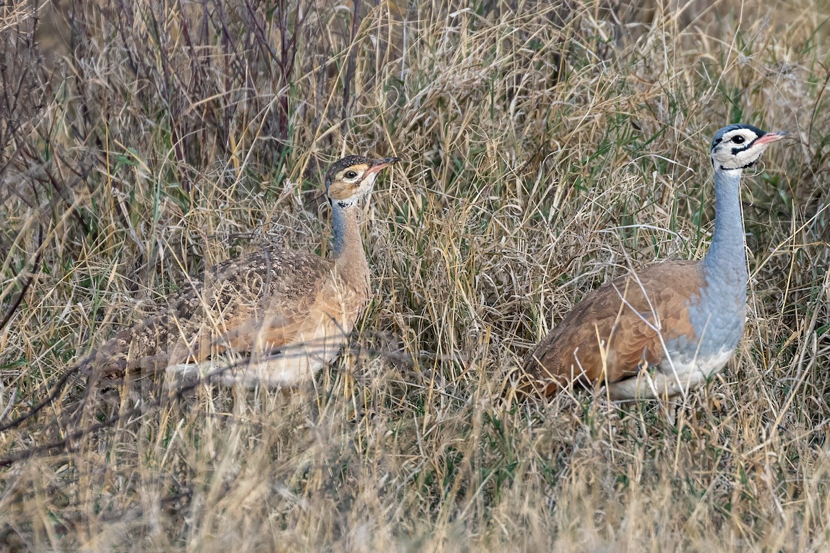 White-bellied Bustard (White-bellied) - ML639674830