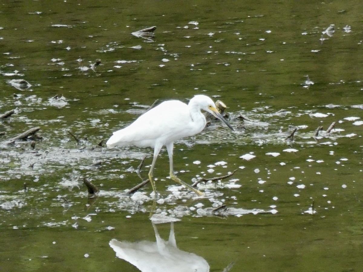 Snowy Egret - ML639674844