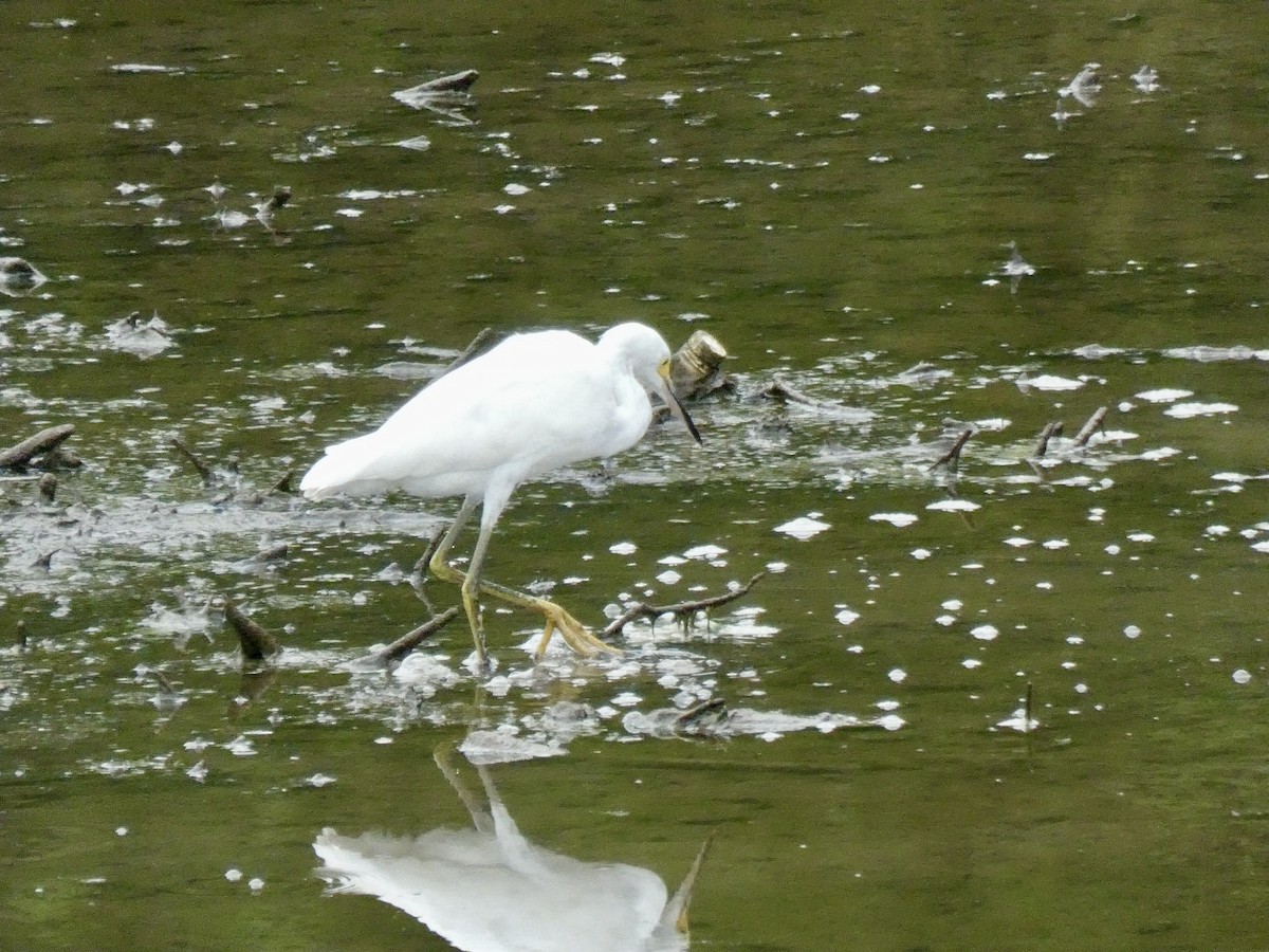 Snowy Egret - ML639674845
