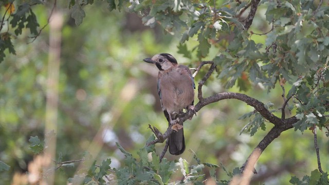 Eurasian Jay - ML639674851