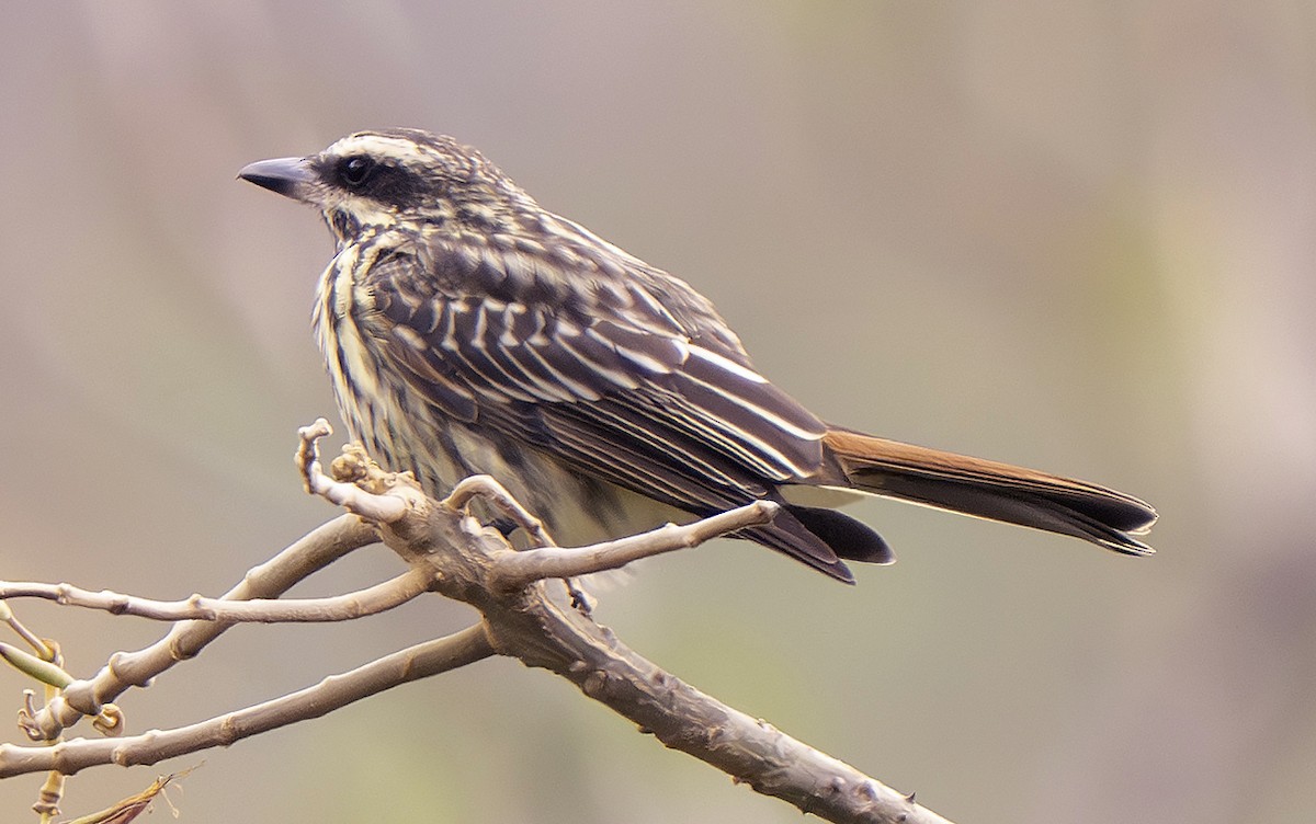 Streaked Flycatcher - ML639674867