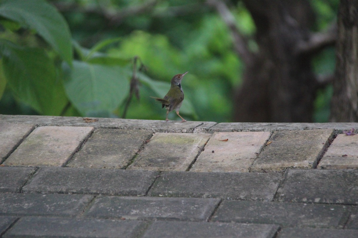 Common Tailorbird - ML639674872
