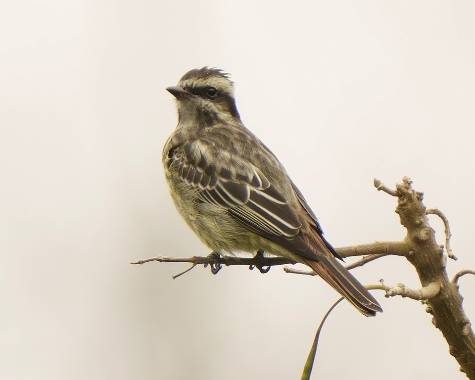 Variegated Flycatcher - ML639674893