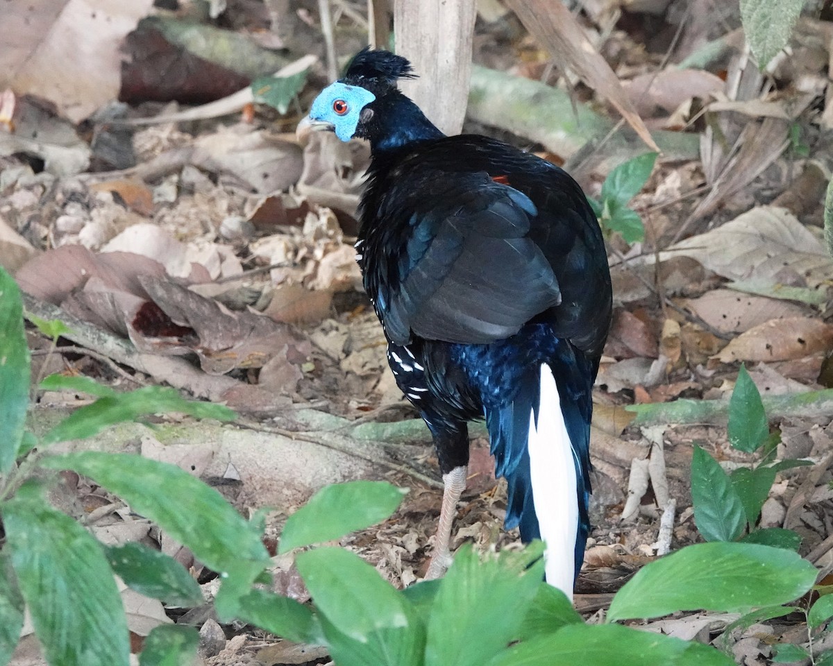 Malayan Crested Fireback - ML639674969