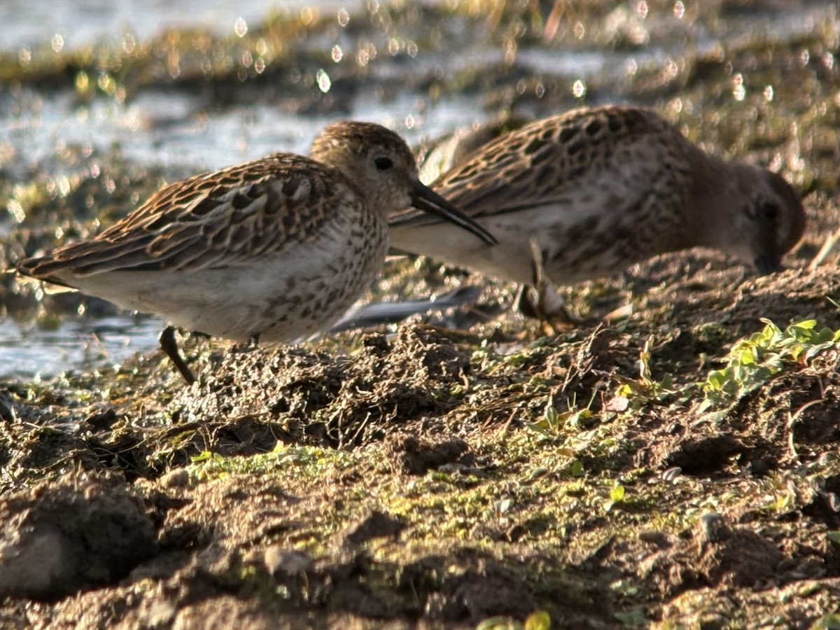 Dunlin - ML639674987