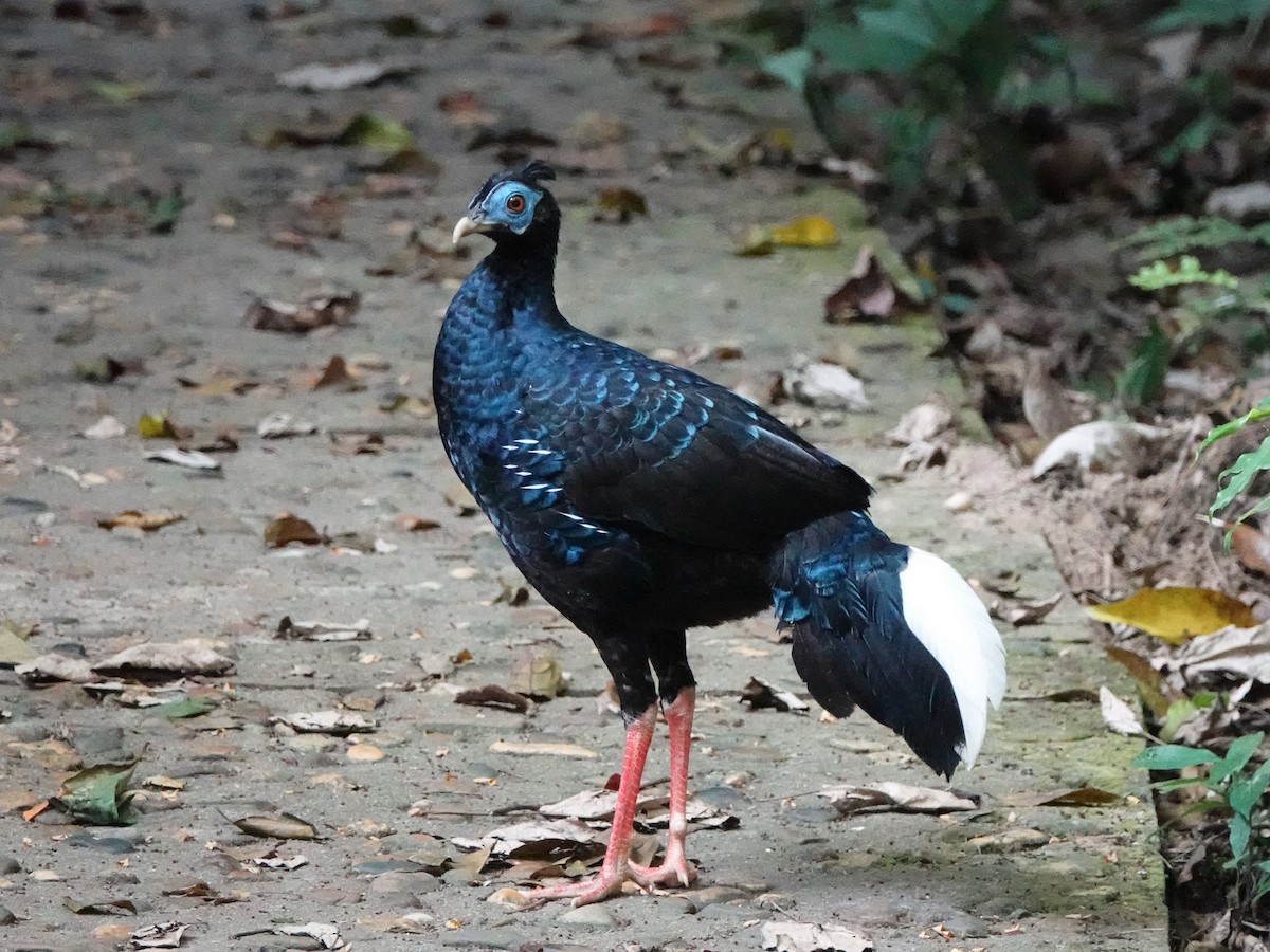 Malayan Crested Fireback - ML639674988