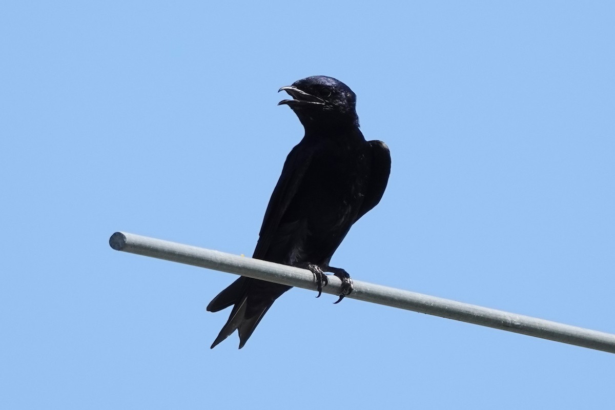 Purple Martin - ML639675080