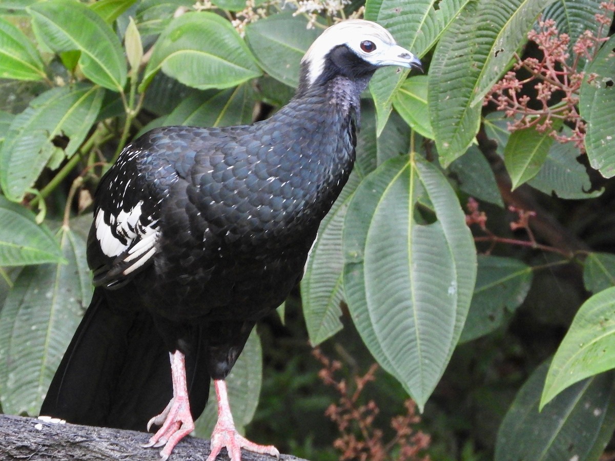 Blue-throated Piping-Guan - ML639675137