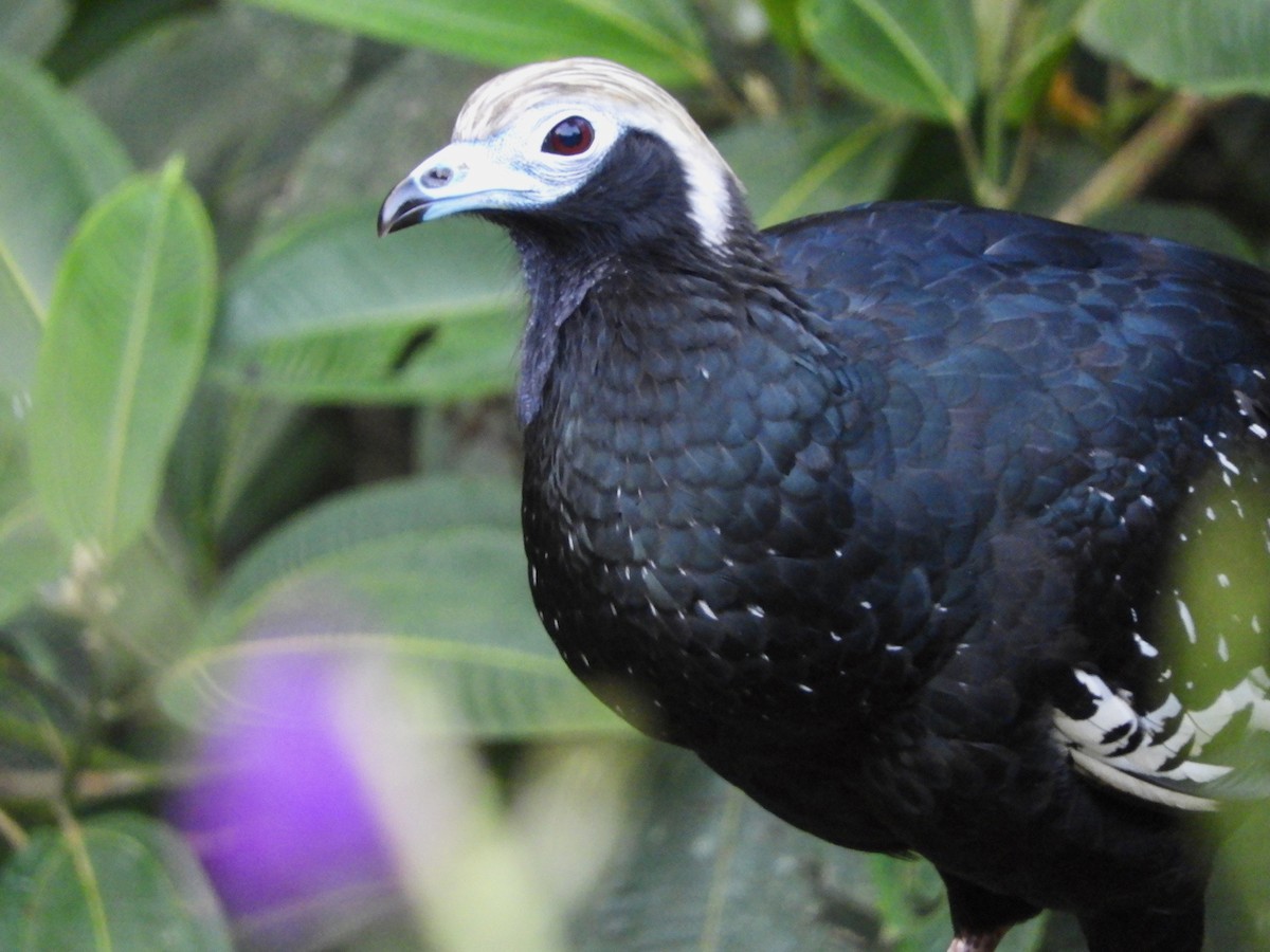 Blue-throated Piping-Guan - ML639675138