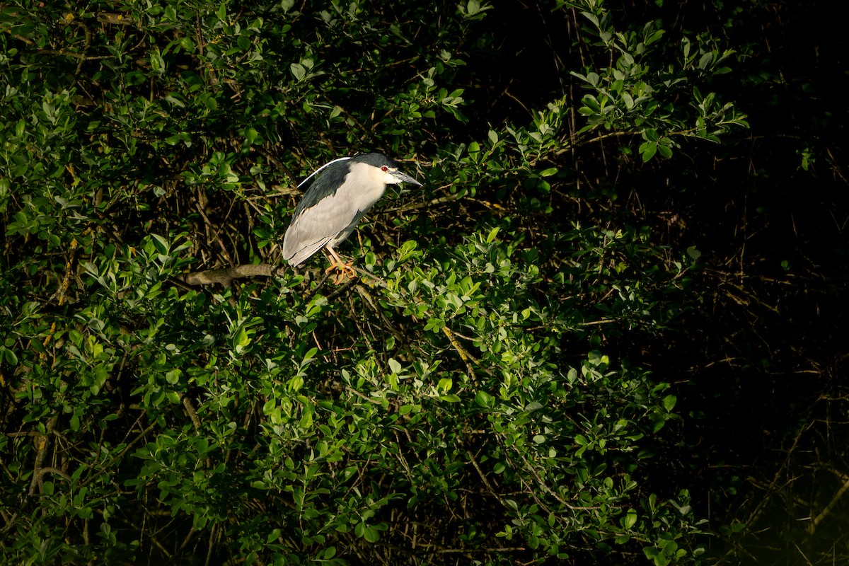Black-crowned Night Heron (Eurasian) - ML639675177