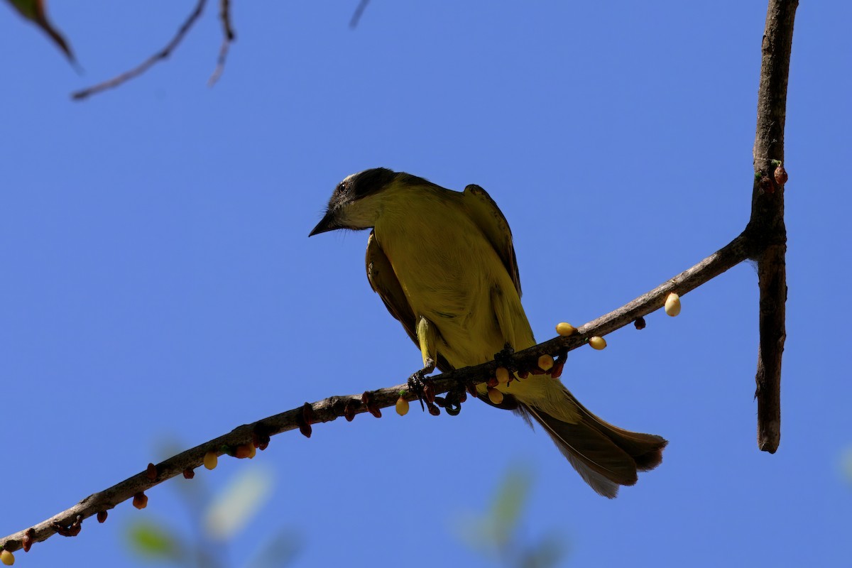 Social Flycatcher - ML639675208