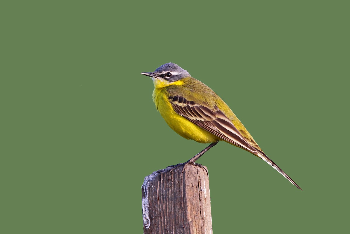 Western Yellow Wagtail - Christoph Moning