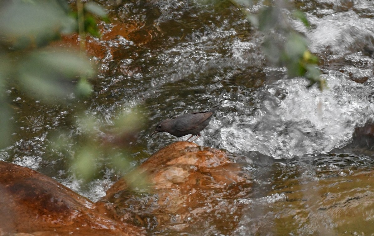 American Dipper - ML639675315
