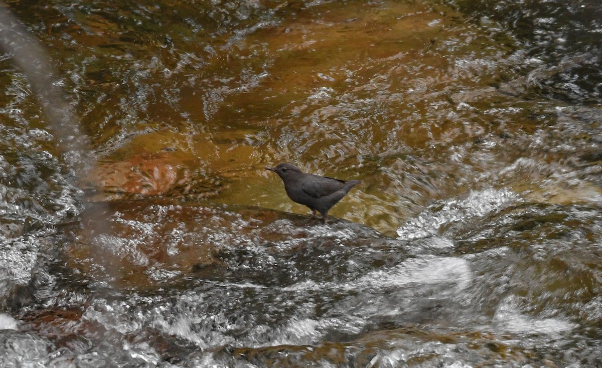 American Dipper - ML639675316