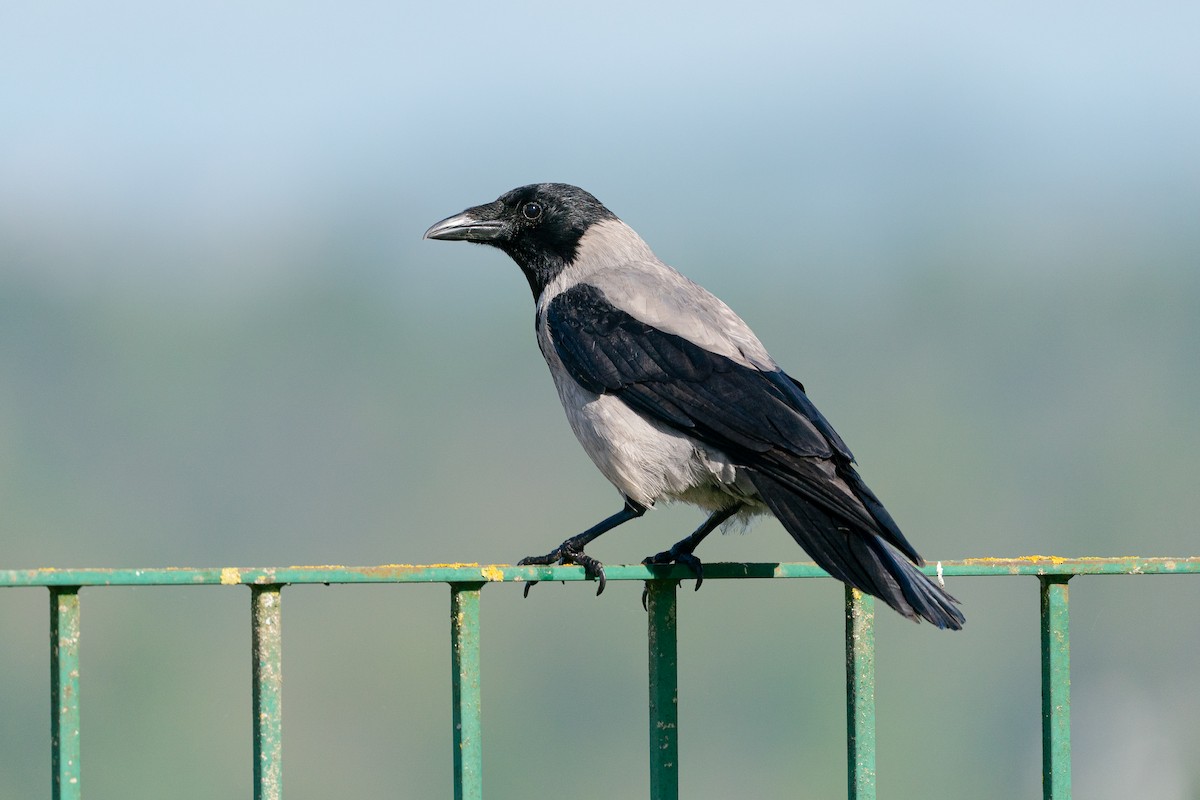 Hooded Crow - ML639675422