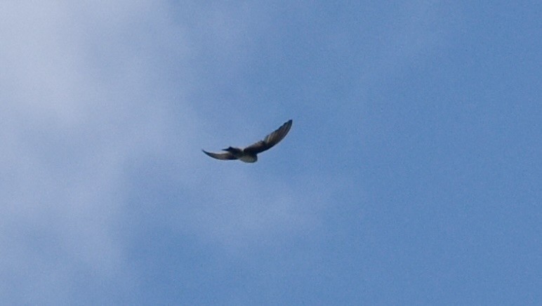 Black-capped Swallow - ML639675426