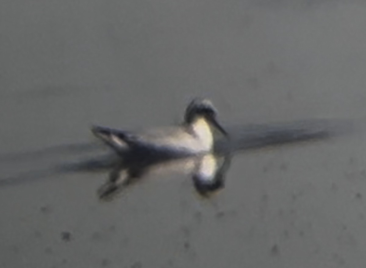 Red Phalarope - ML639675453