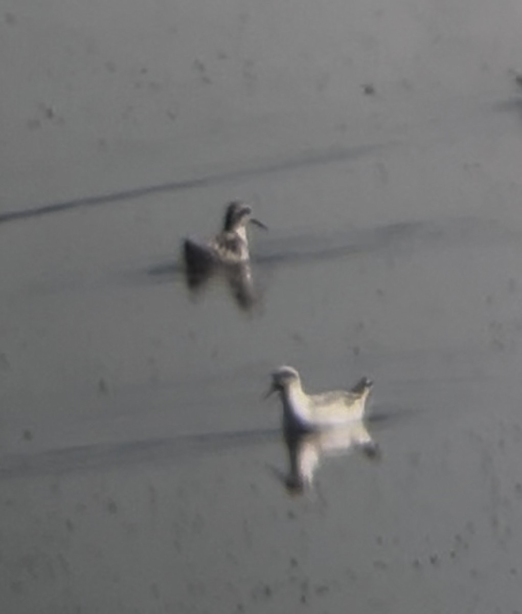 Red Phalarope - ML639675454