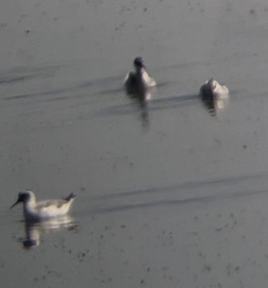 Red Phalarope - ML639675455