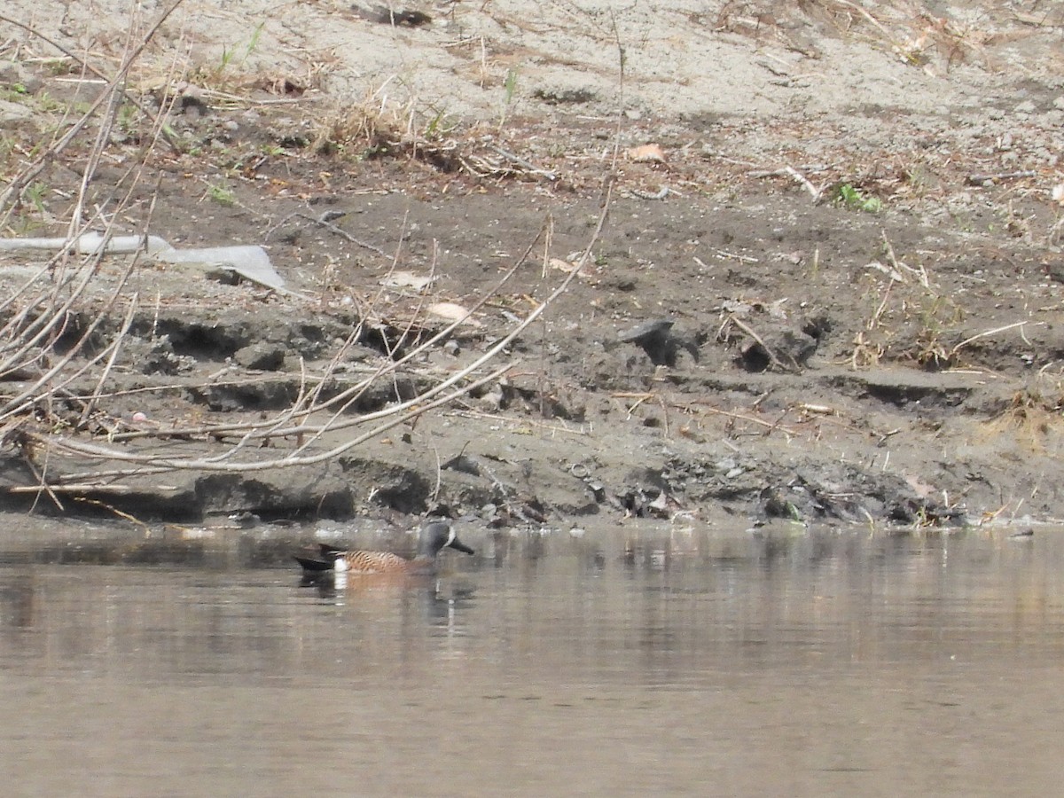 ミカヅキシマアジ - ML639675489