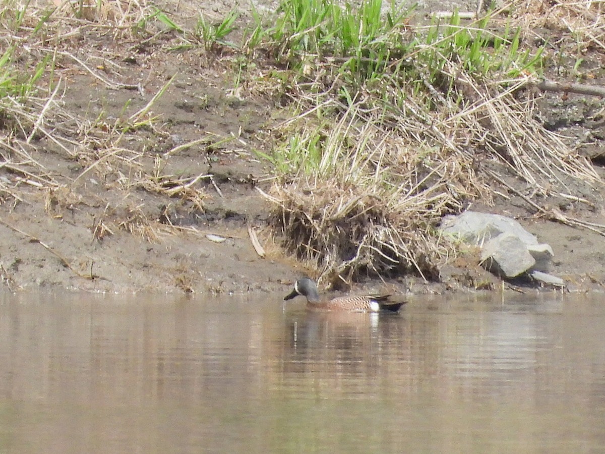 ミカヅキシマアジ - ML639675493