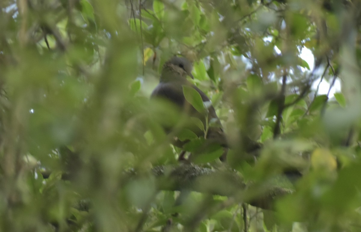 White-faced Quail-Dove - ML639675498