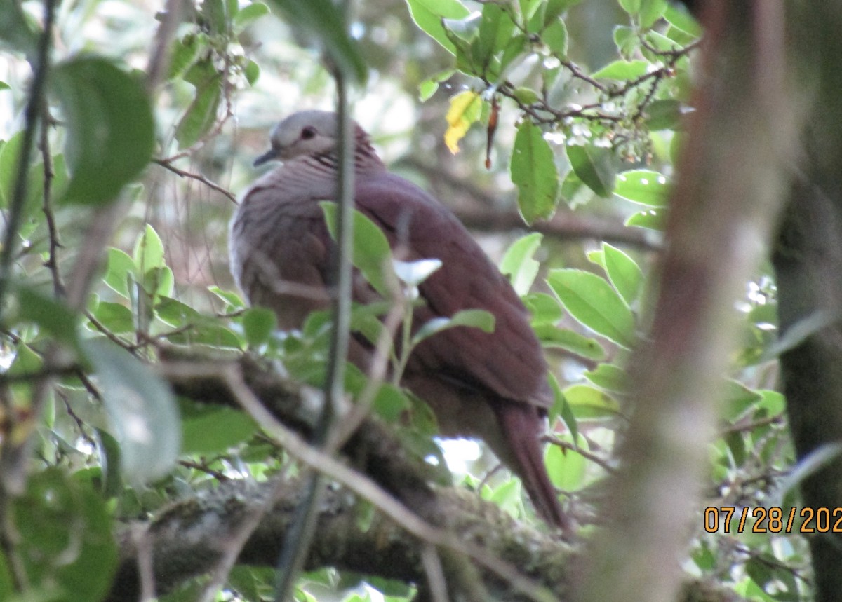 White-faced Quail-Dove - ML639675499