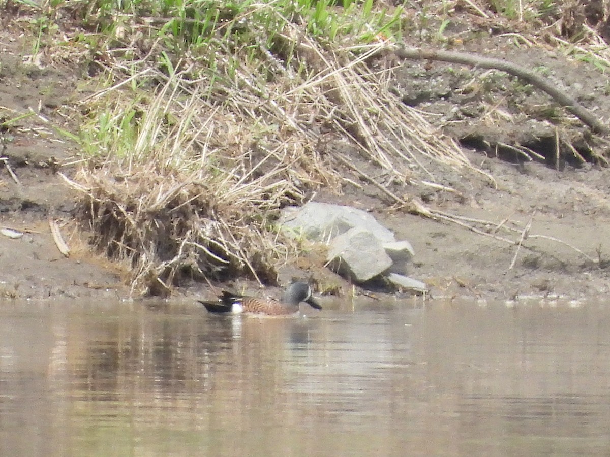 ミカヅキシマアジ - ML639675501