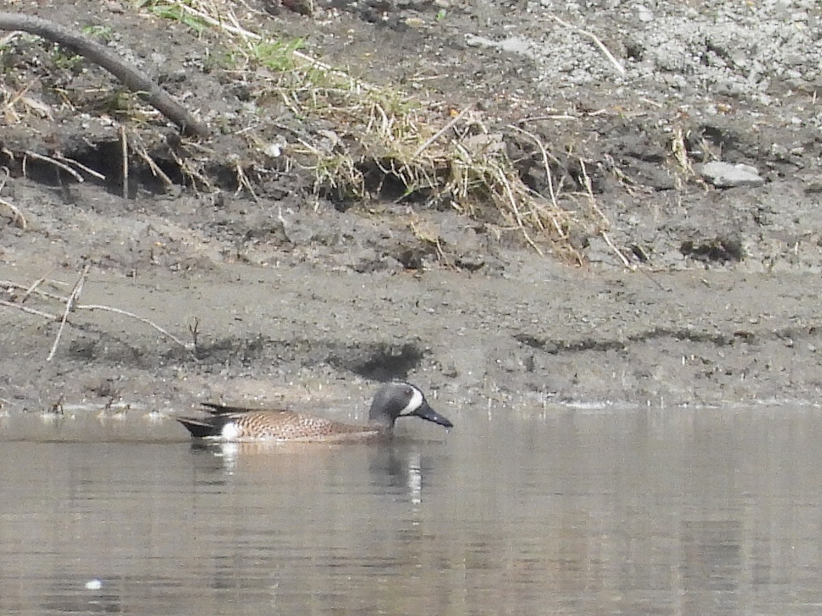 ミカヅキシマアジ - ML639675508