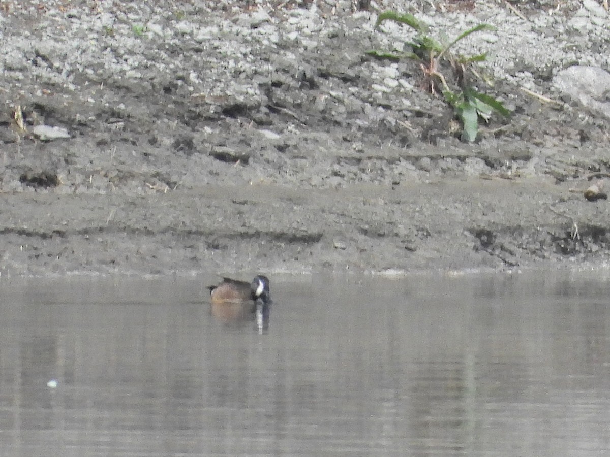 ミカヅキシマアジ - ML639675514