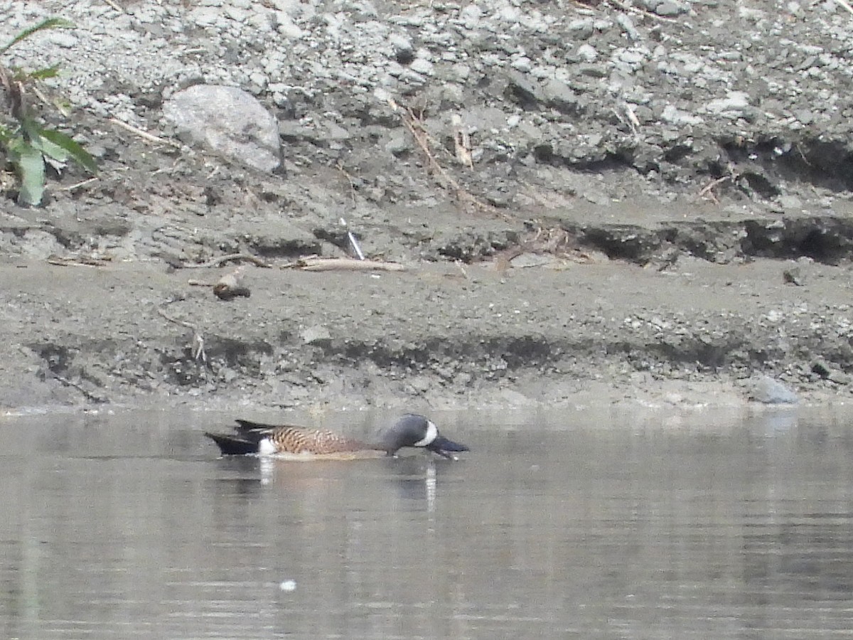 ミカヅキシマアジ - ML639675521