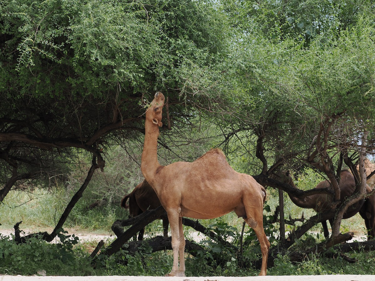 גמל חד-דבשתי - ML639675524