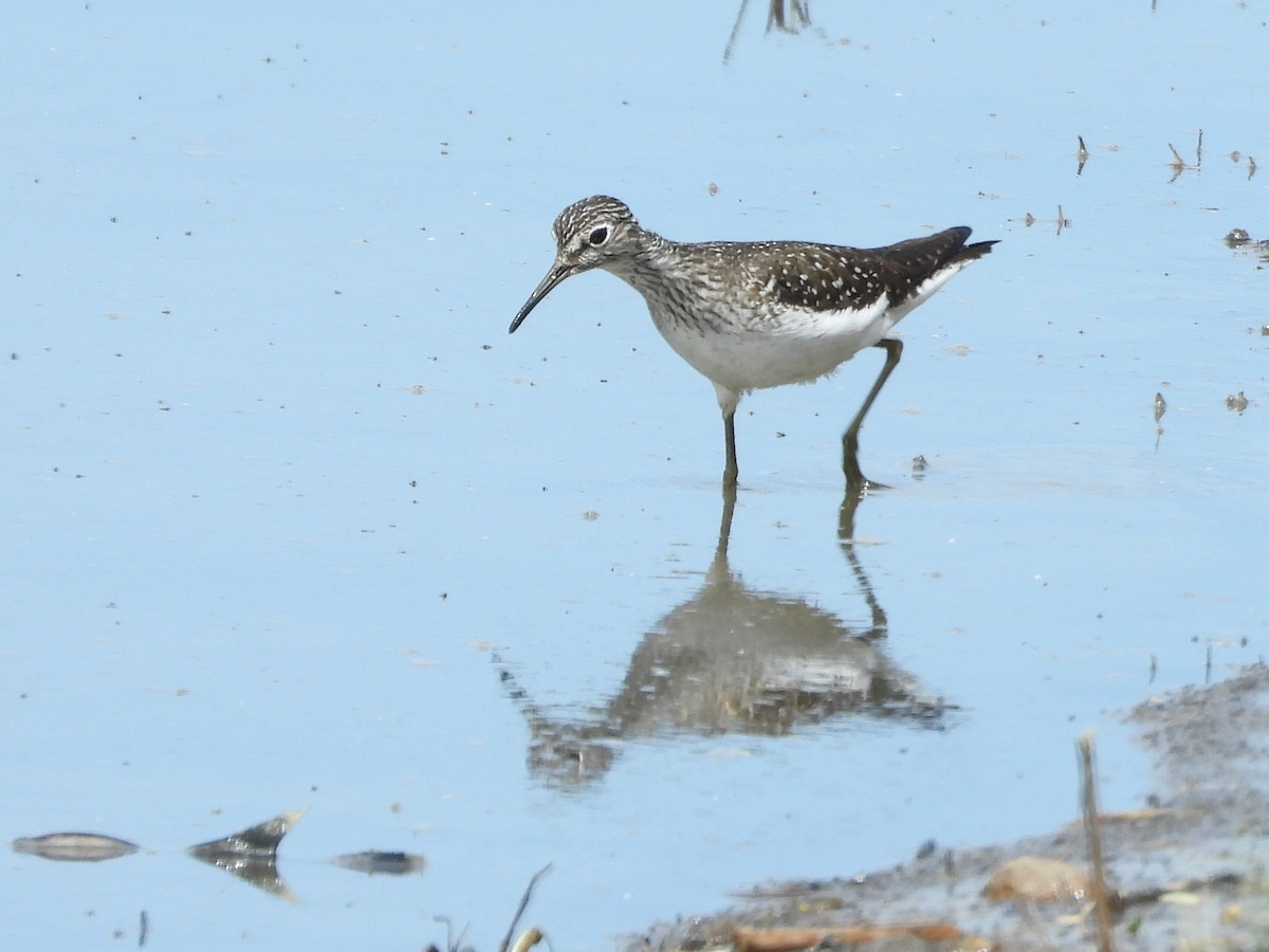 コシグロクサシギ - ML639675540