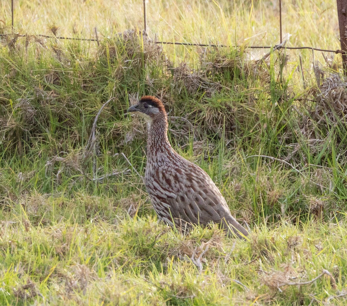 Francolin d'Erckel - ML639675604