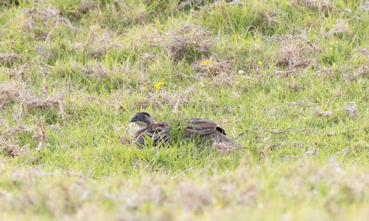 Francolin d'Erckel - ML639675605