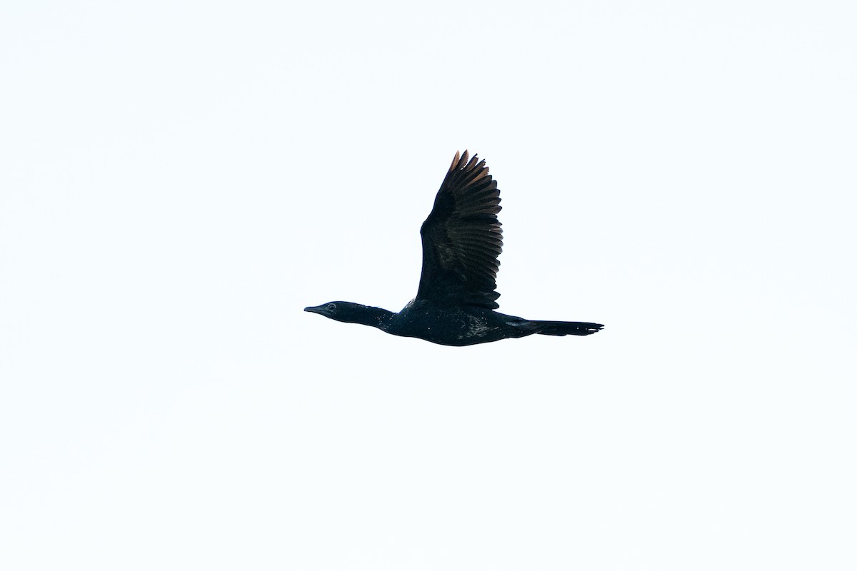 Pygmy Cormorant - ML639675642