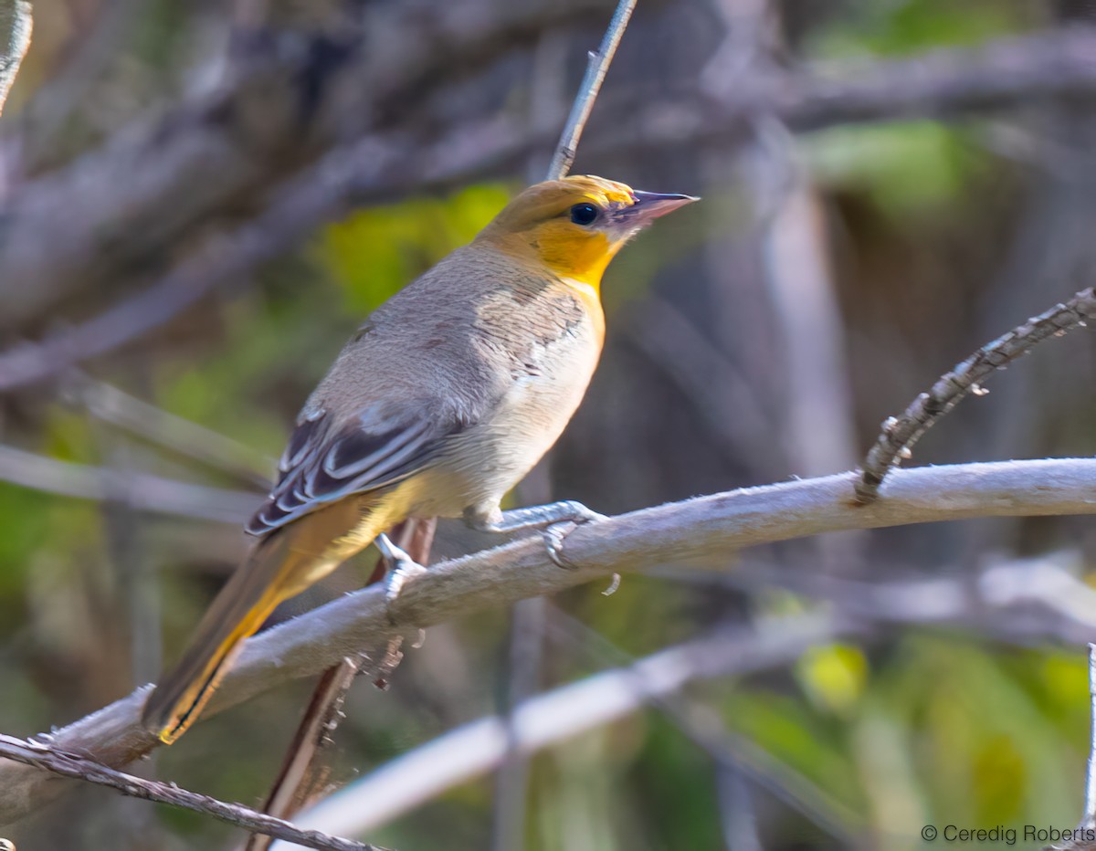 Bullock Turpiyalı - ML639675669