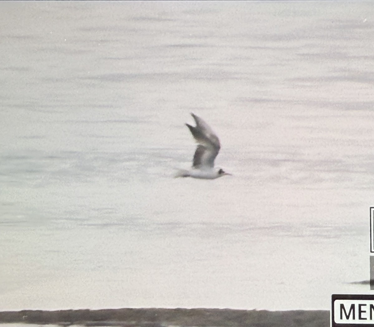 White-winged Tern - ML639675726