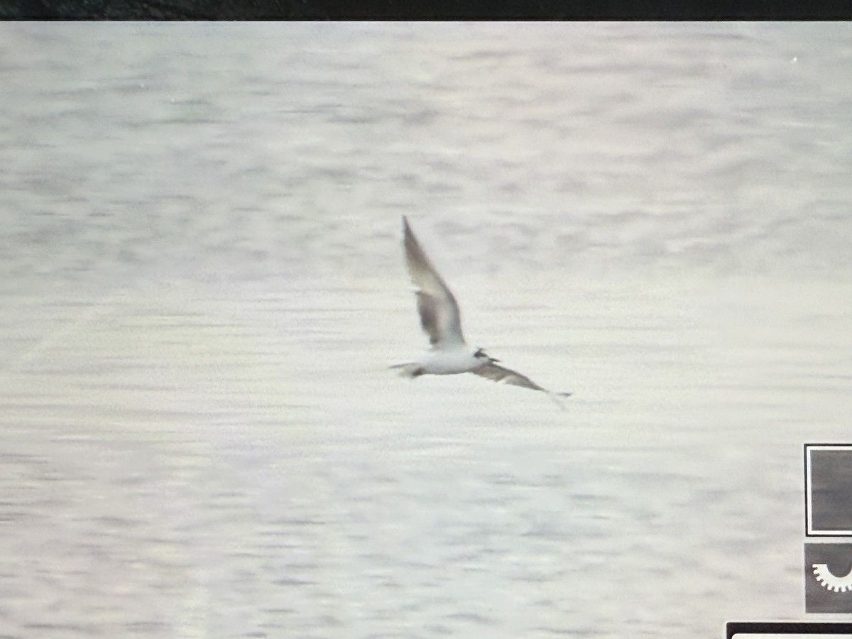 White-winged Tern - ML639675727