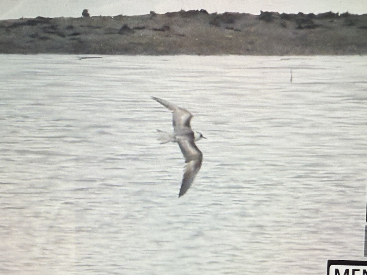 White-winged Tern - ML639675728