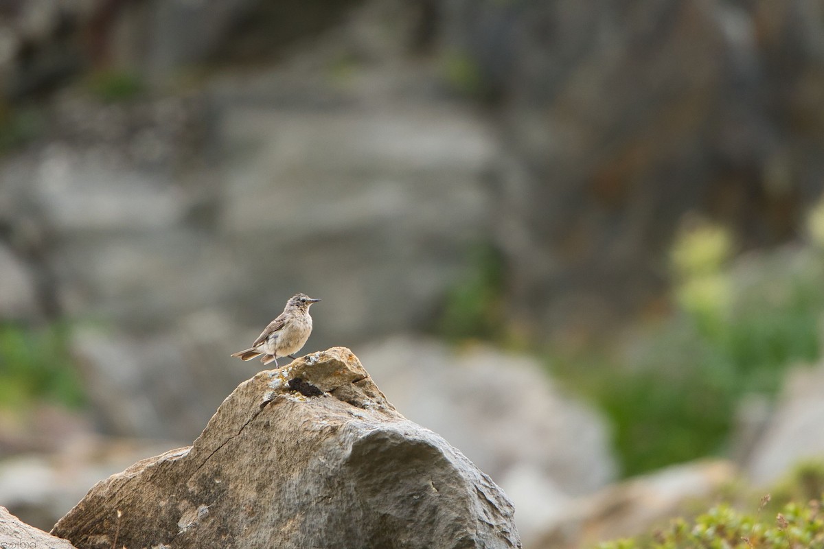 Water Pipit - ML639675793