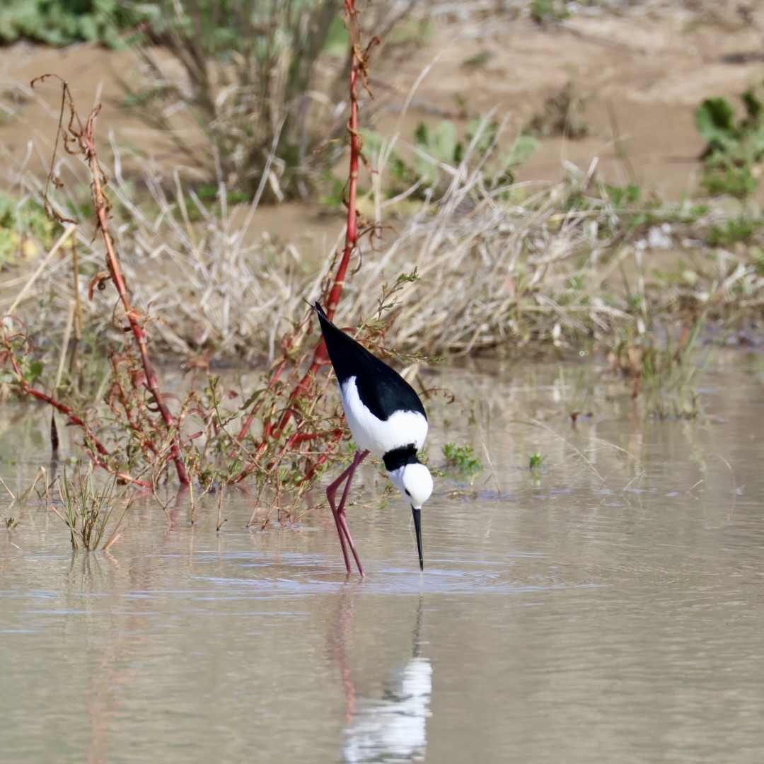 Pied Stilt - ML639675822