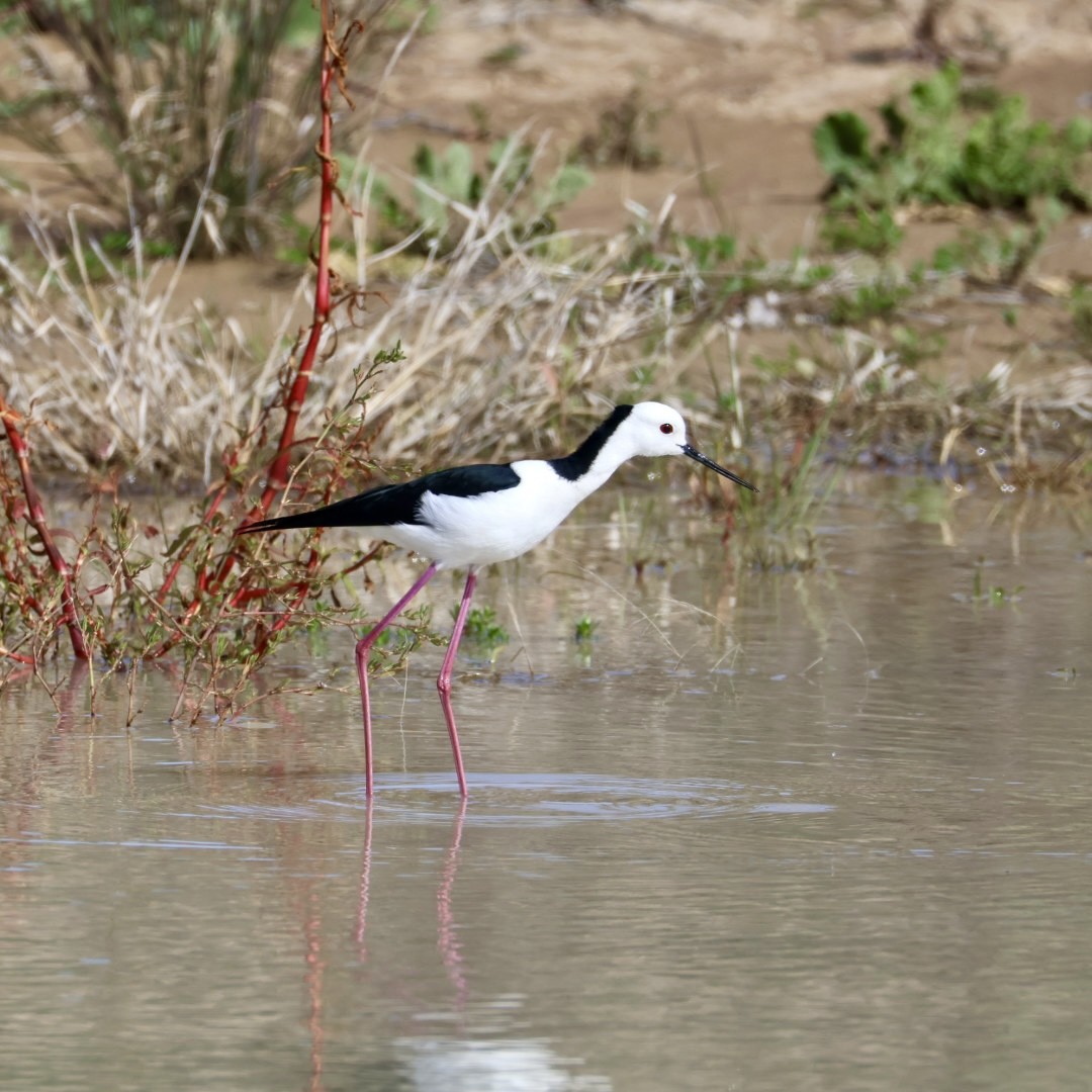 Pied Stilt - ML639675823