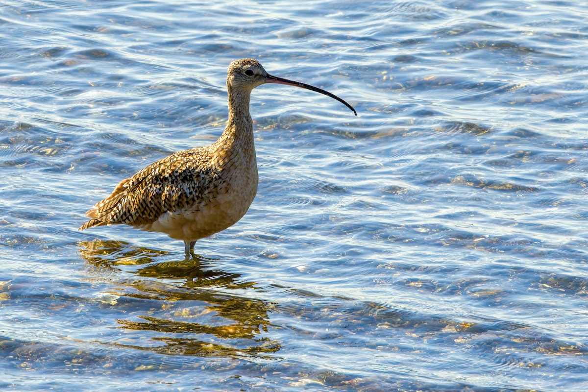 Long-billed Curlew - ML639675827