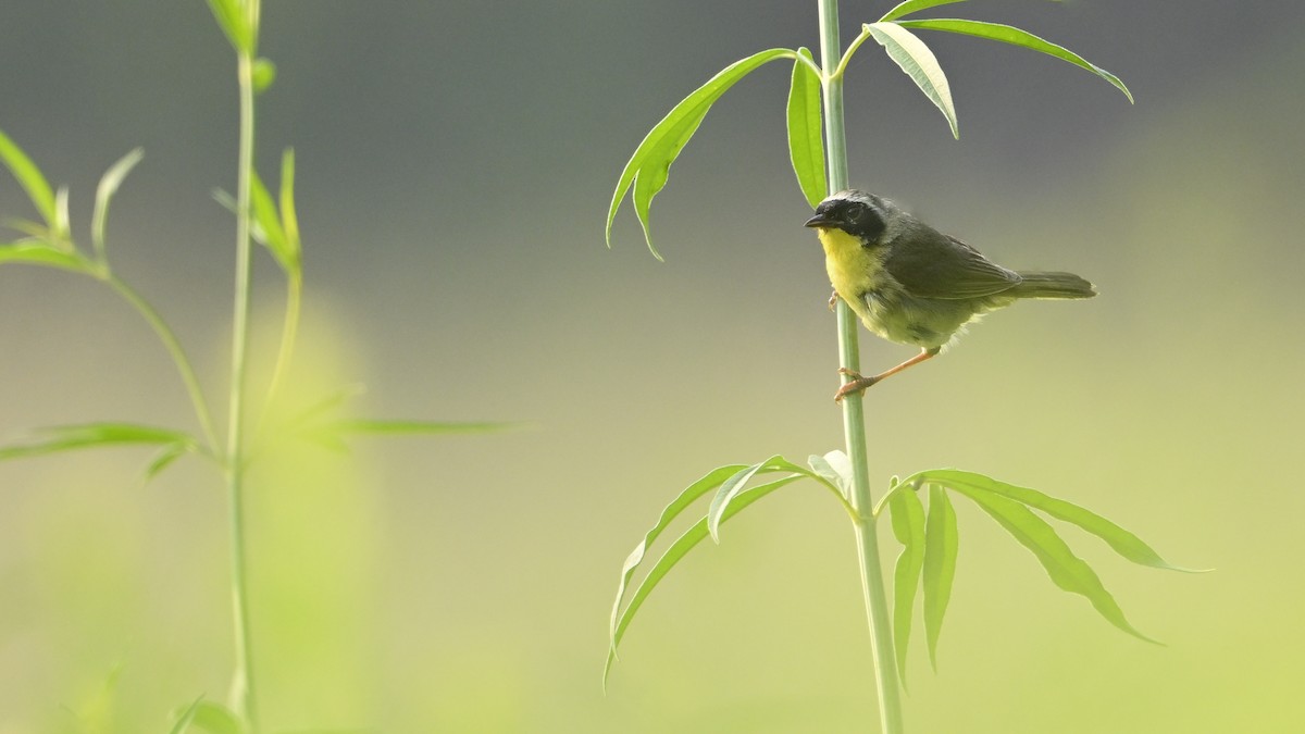 Common Yellowthroat - ML639675836