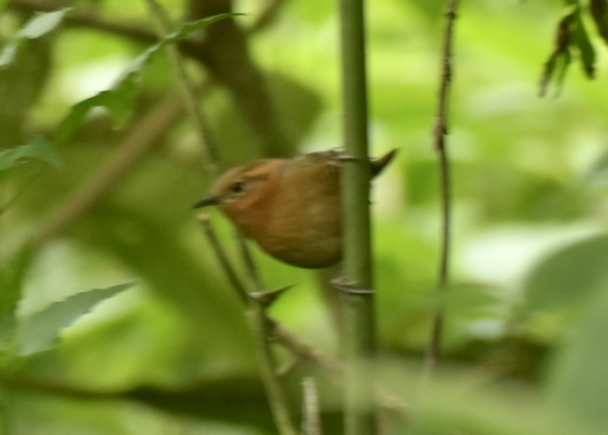 Rufous-browed Wren - ML639675850