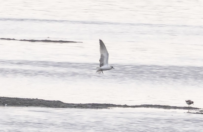 White-winged Tern - ML639675852