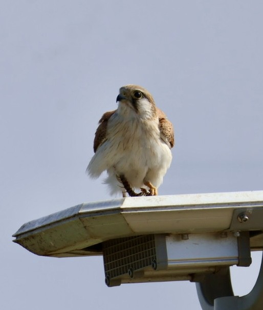 Nankeen Kestrel - ML639675859